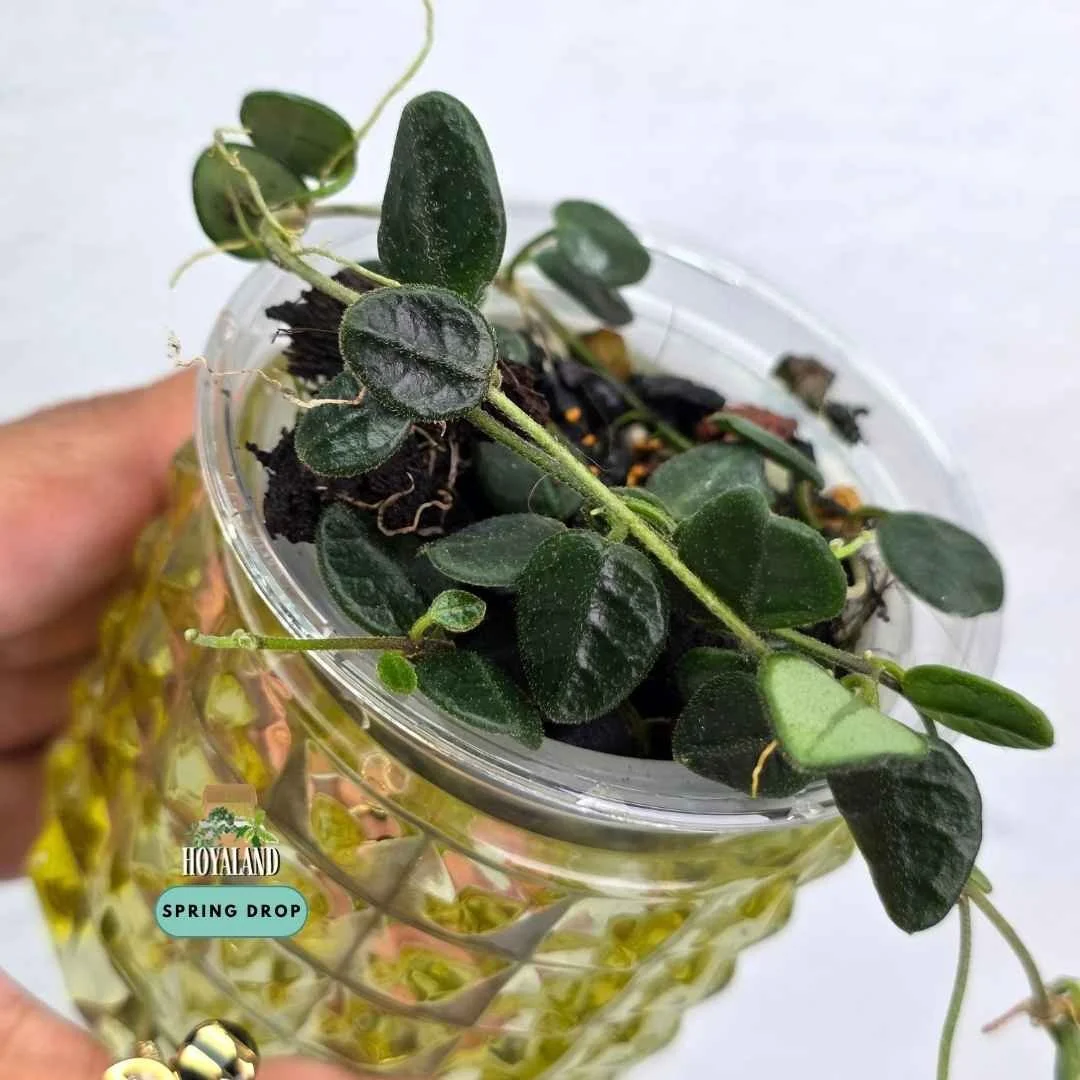 Hoya tengchongensis (5).jpg