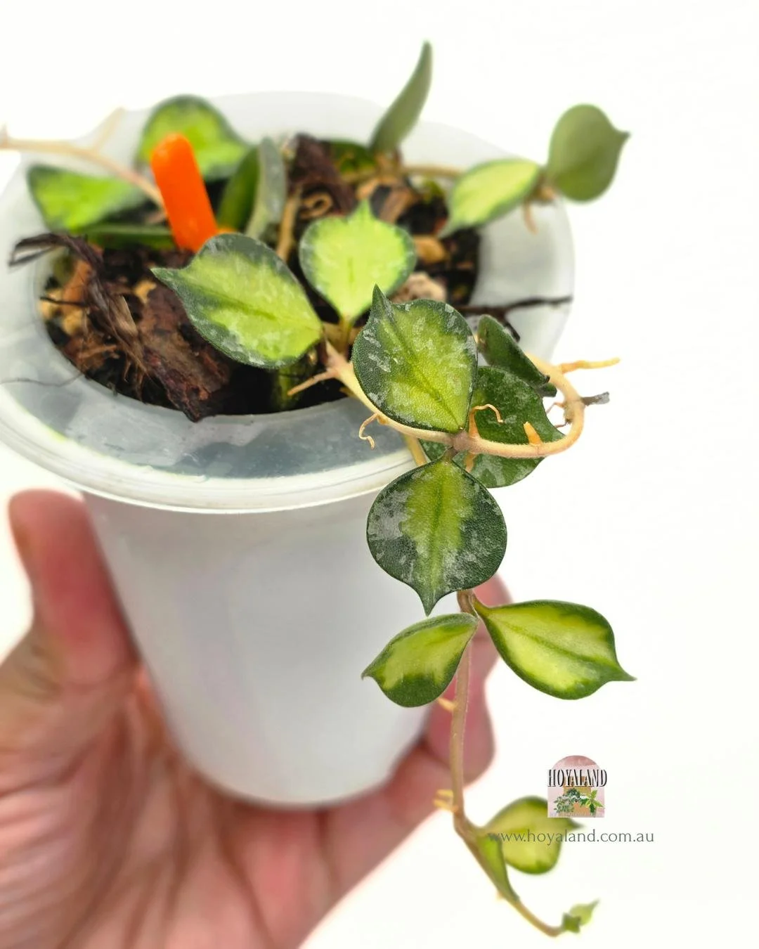 Hoya curtisii variegata (6).jpg