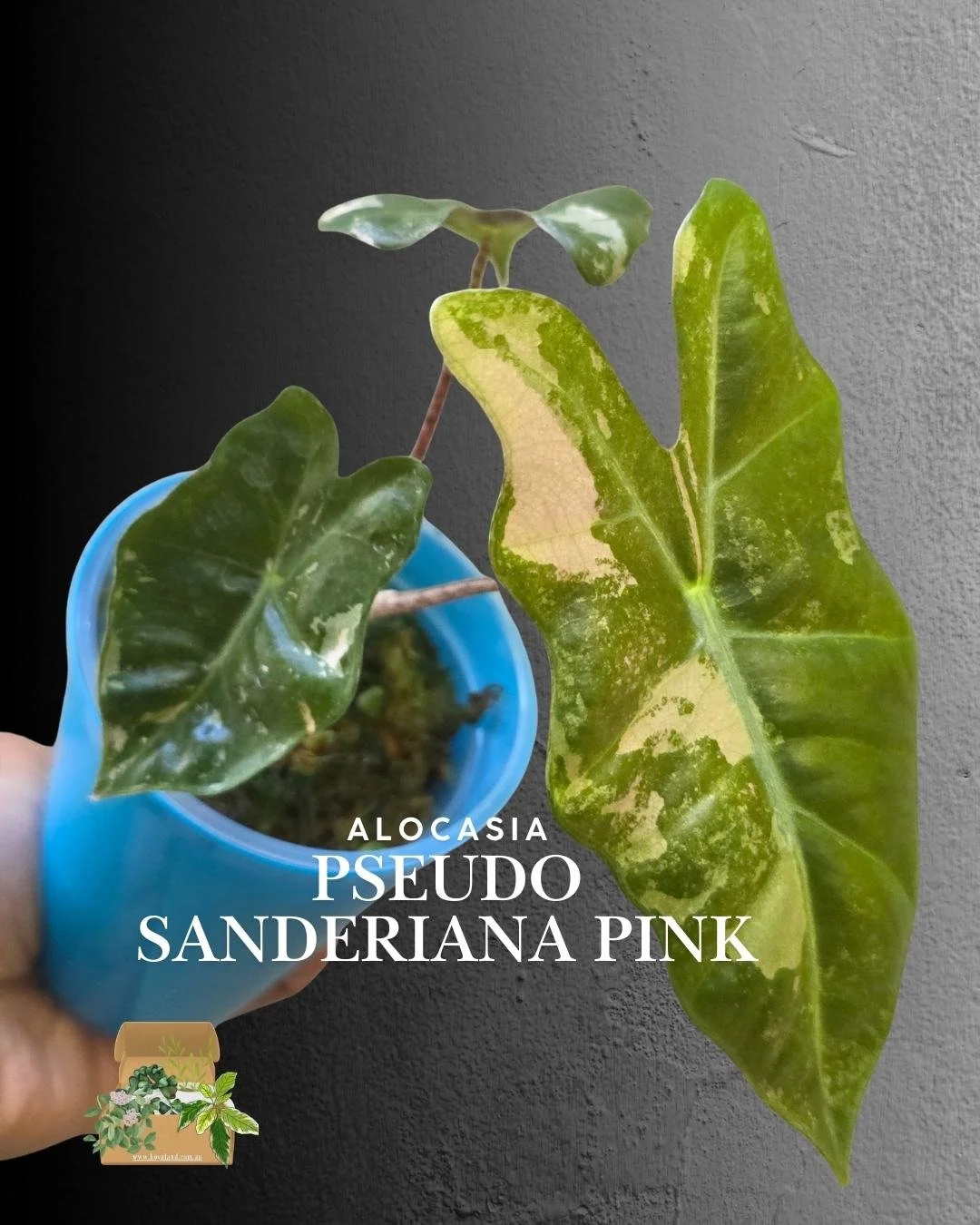 🌞 Alocasia Pseudo Sanderiana  Pink Corm Grown (TC Mumma) 🎇