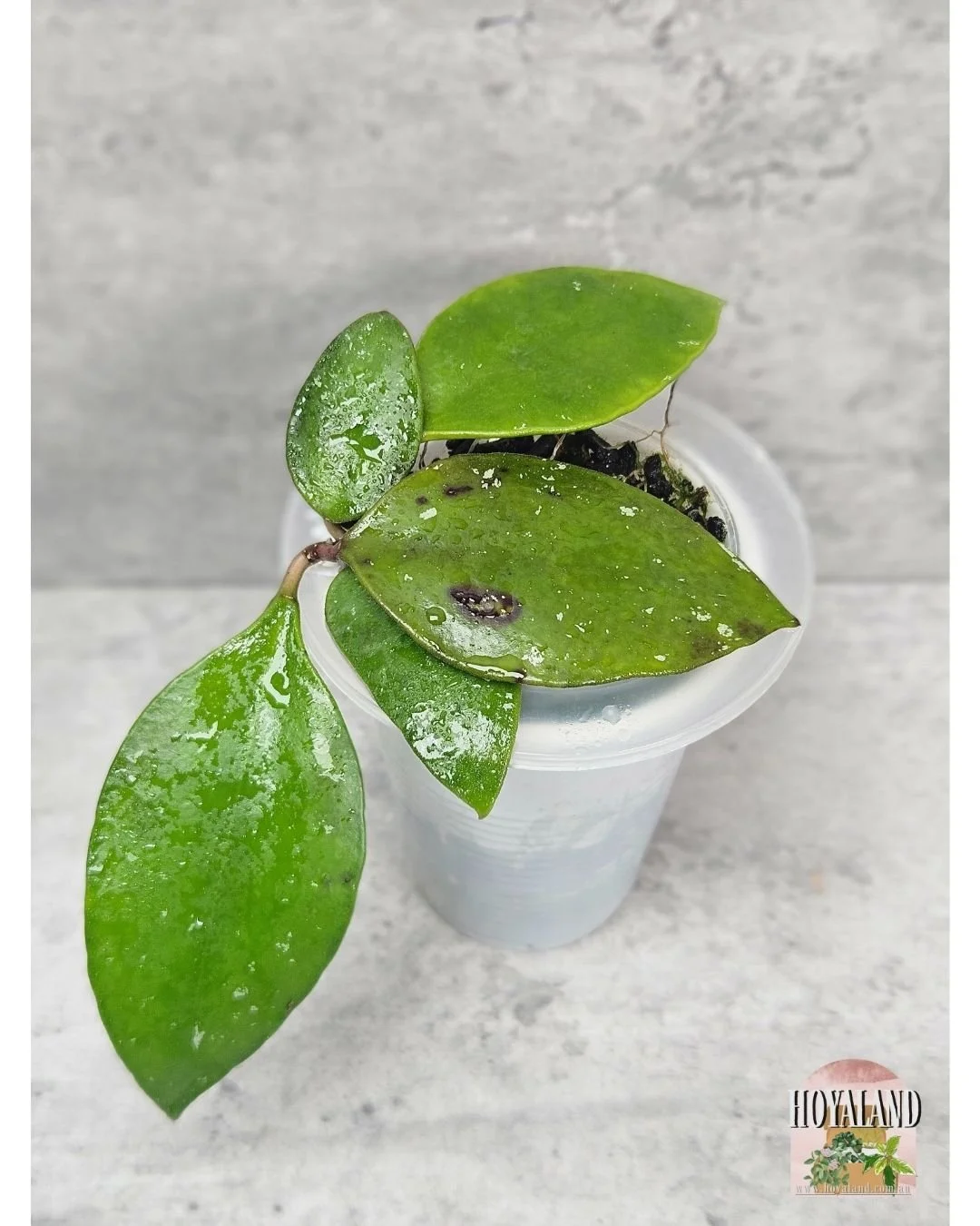 Hoya benchai (5).jpg