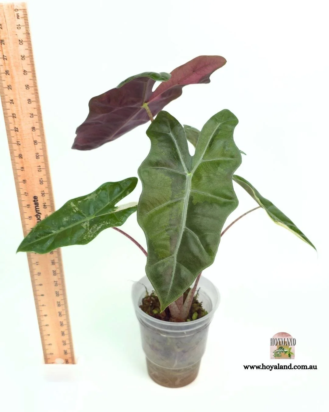 Alocasia pseudo sanderiana pink (10).jpg