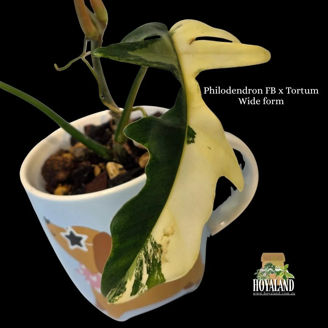 Philodendron FB x Tortum Wide form (3).jpg
