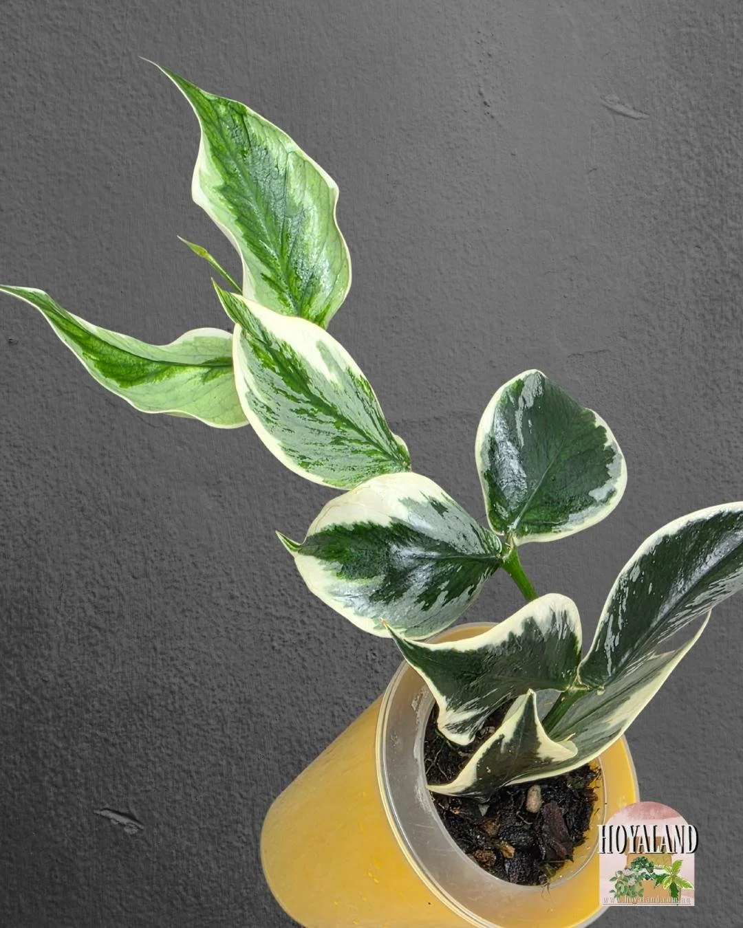 🌞 Hoya polyneura 'Diem Fairy' – The Ultimate Albo-Silver Evolution 🎇