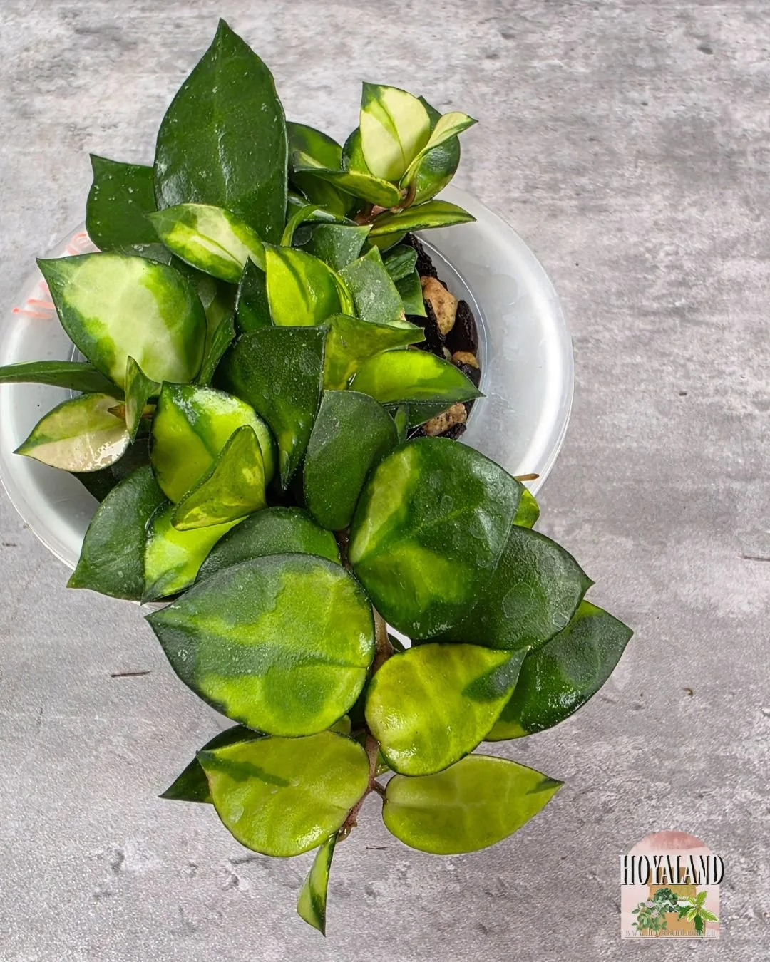 Hoya lacunosa asami reverse (5).jpg