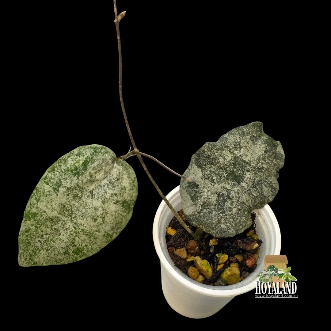 Hoya caudata silver (4).jpg