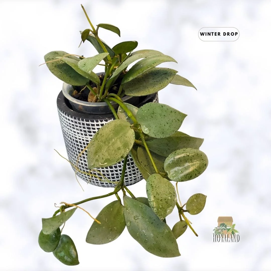 Hoya lacunosa Silver Mint Coin | Full Silver Heart-Leaf Hoya
