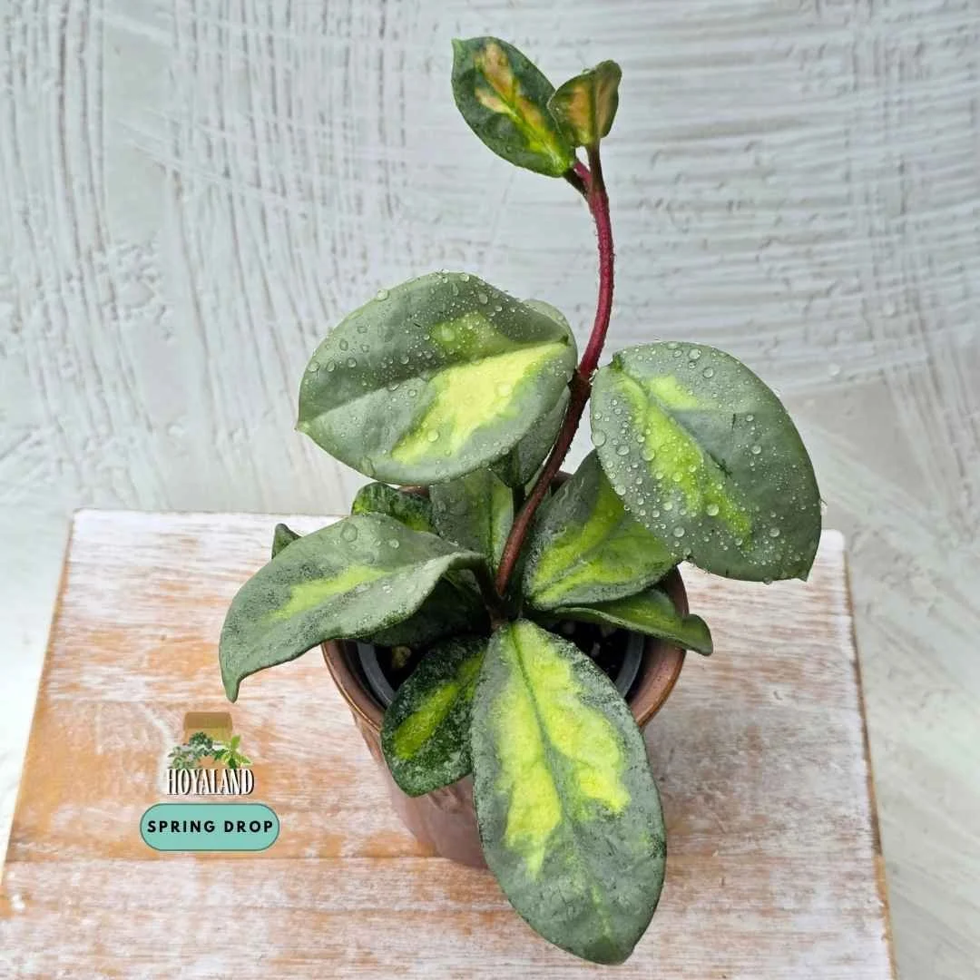 Hoya carnosa argentea princess.jpg