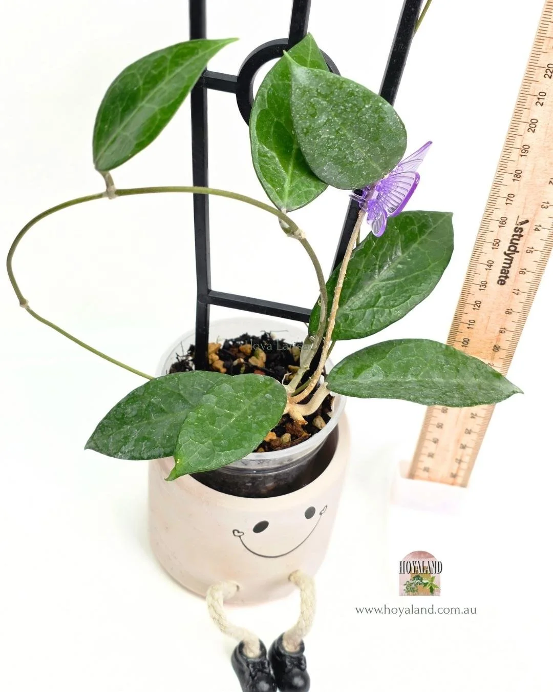 🍂 Hoya aff vitellina  easy bloomer A