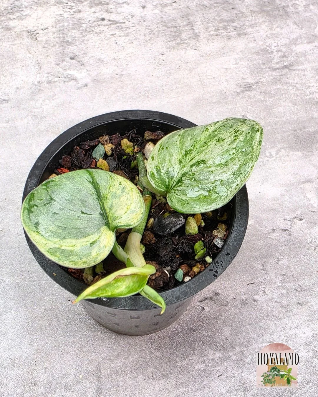 Scindapsus Tembaga A (5).jpg