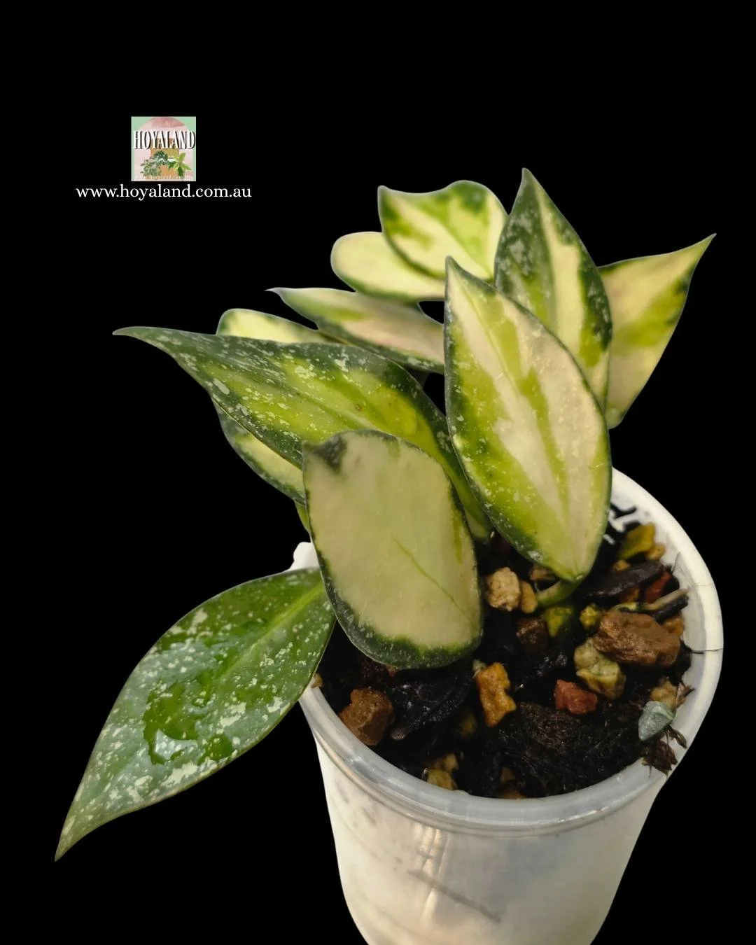 Hoya nabawanensis variegata (3).jpg