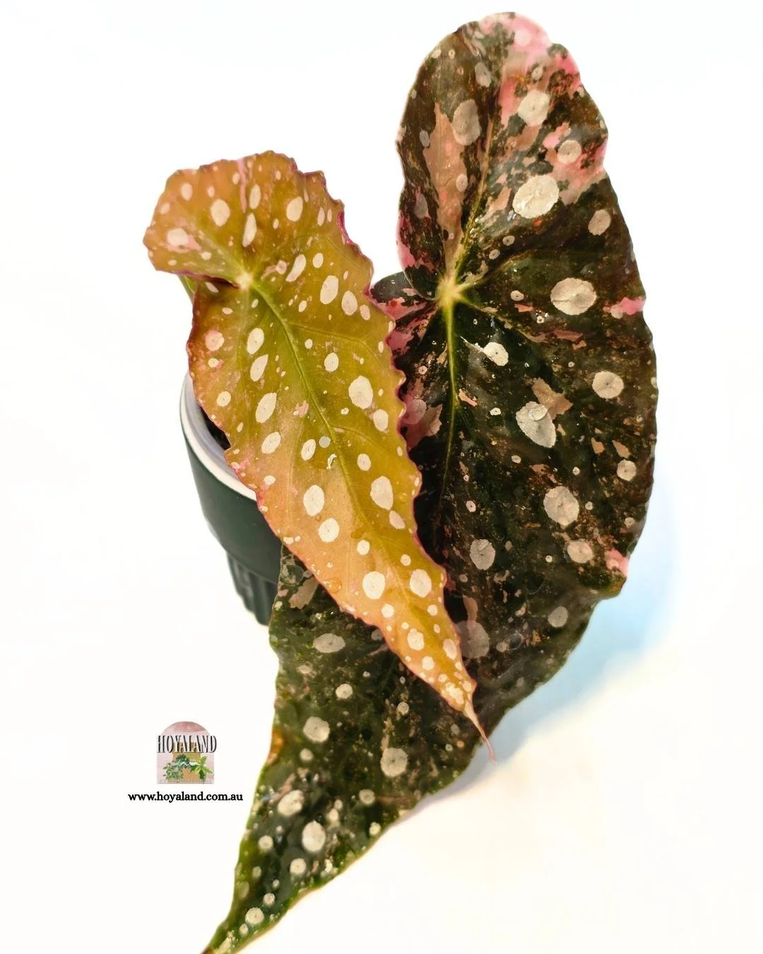 ❄️ Begonia Maculata Wightii Variegata (Small)