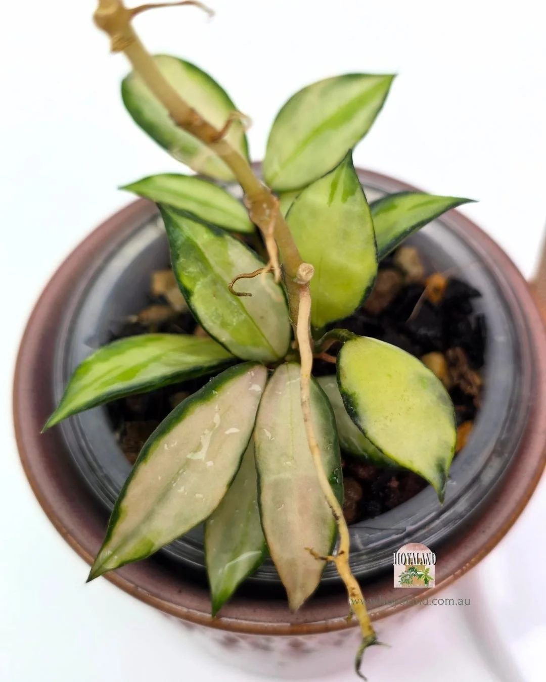 🍂 Hoya lacunosa Souma