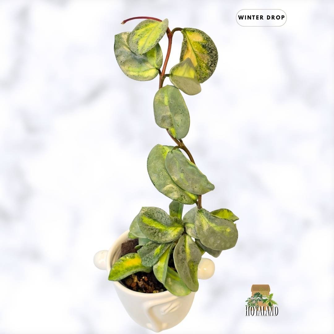 Hoya carnosa Argentea Princess | Rare Premium Silver and Variegated Hoya | Large