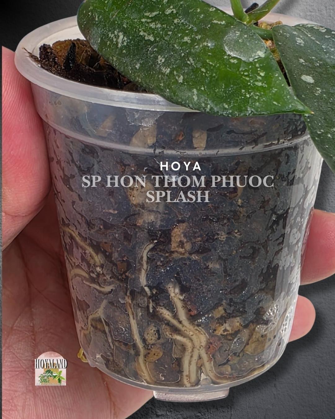 Hoya hon thom phuoc splash (4).jpg