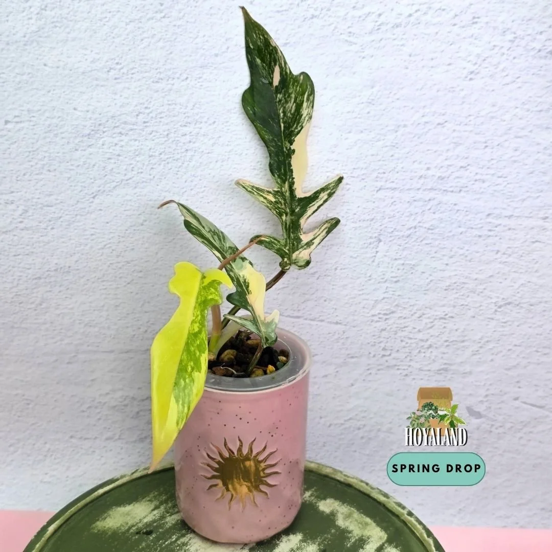 Established Philodendron Florida Beauty x tortum Wide Form climbing vine showing deeply lobed leaves with rigid texture and cream splash variegation