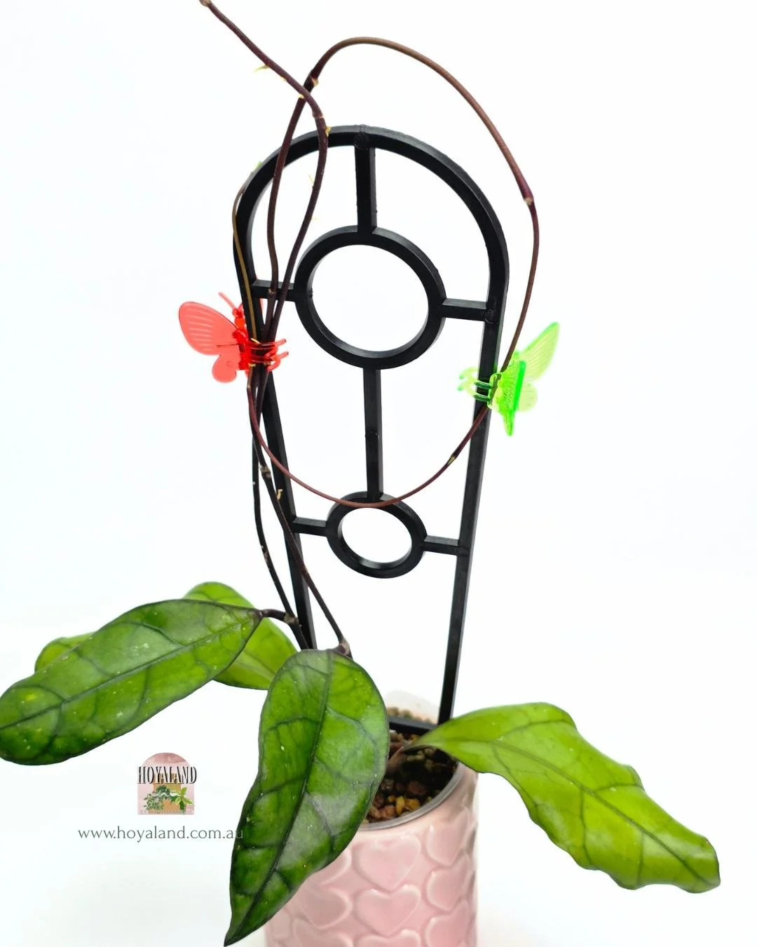 Hoya finlaysonii Tabalong.jpg