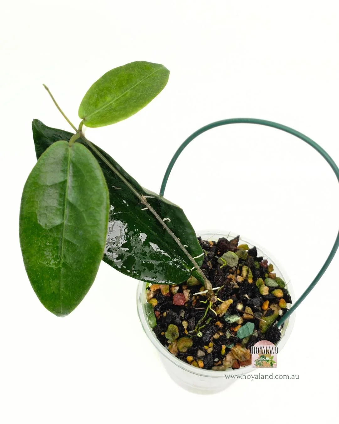 Hoya piestolepsis (3).jpg