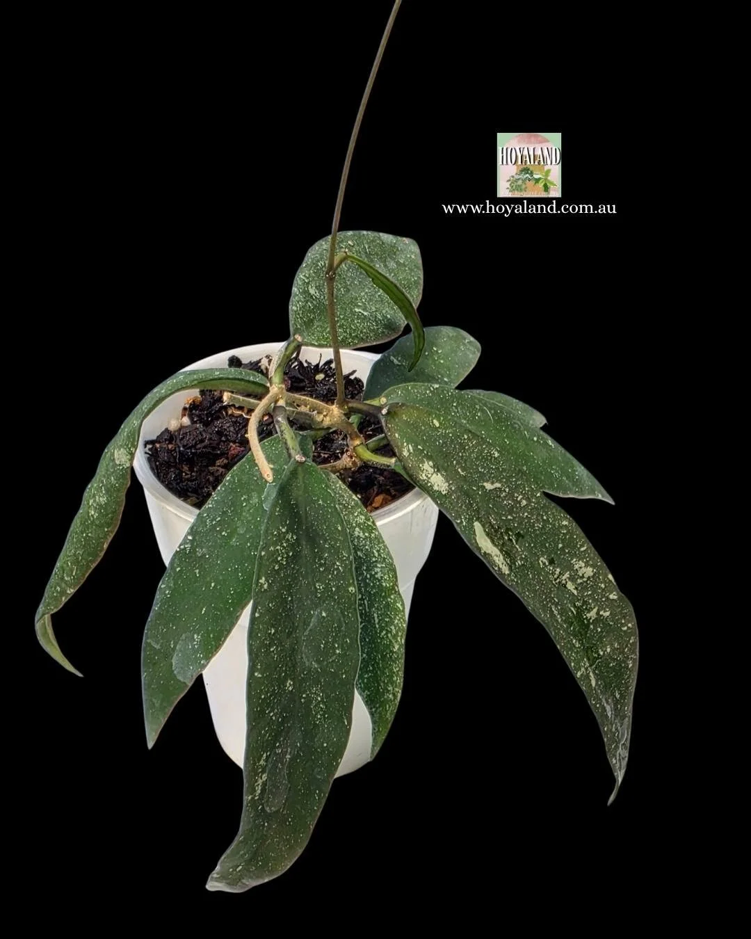 Hoya scortechinii (1).jpg