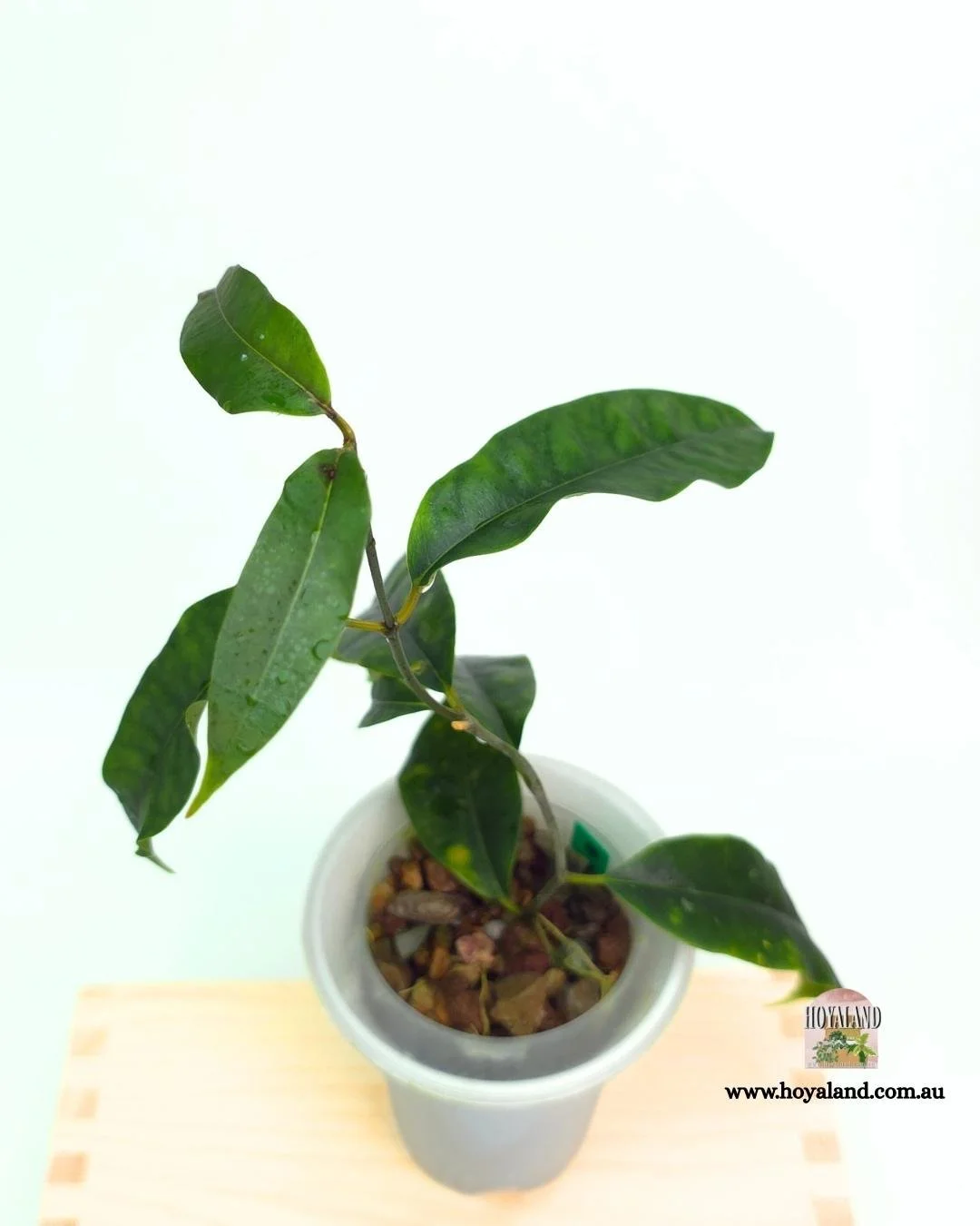 Hoya mappigera (3).jpg