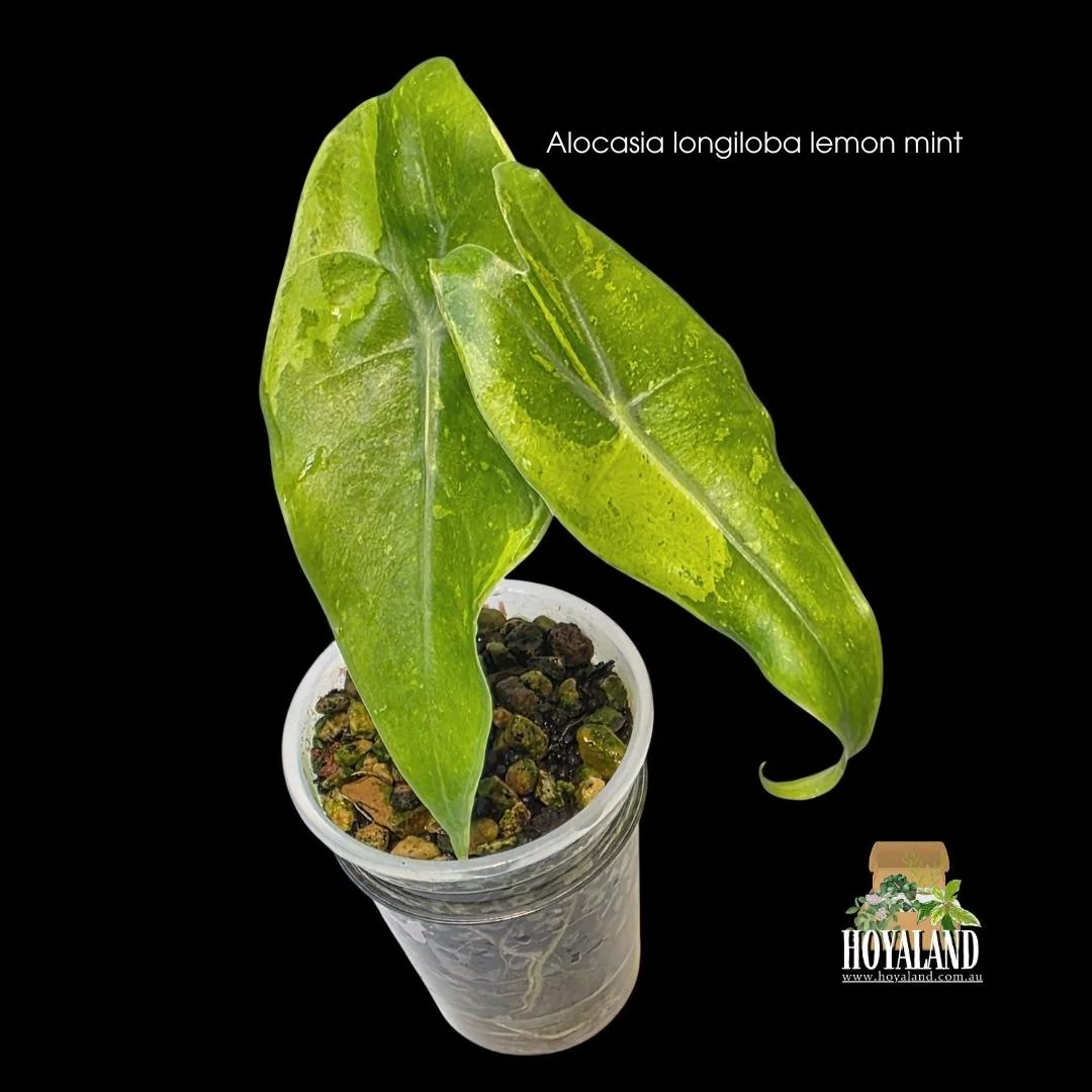 Alocasia longiloba lemon mint (2).jpg
