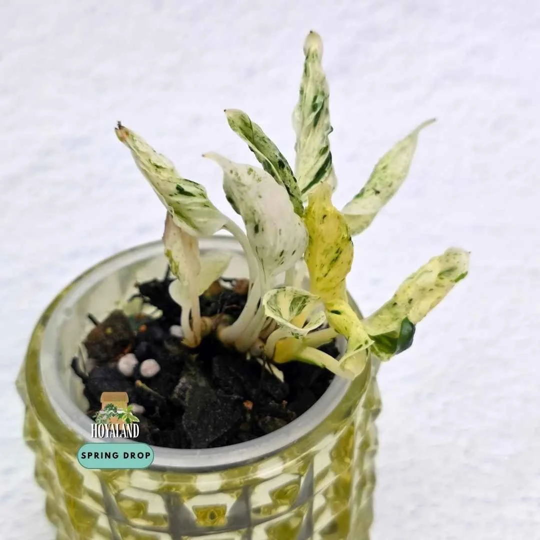 Established Epipremnum Teruno Love Song showing distinct textured twisted leaves with creamy chartreuse variegation
