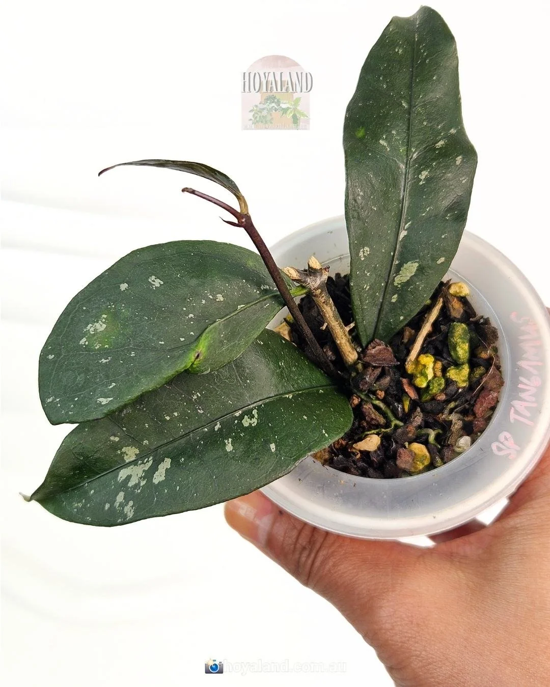 Hoya sp Tanggamus (1).jpg