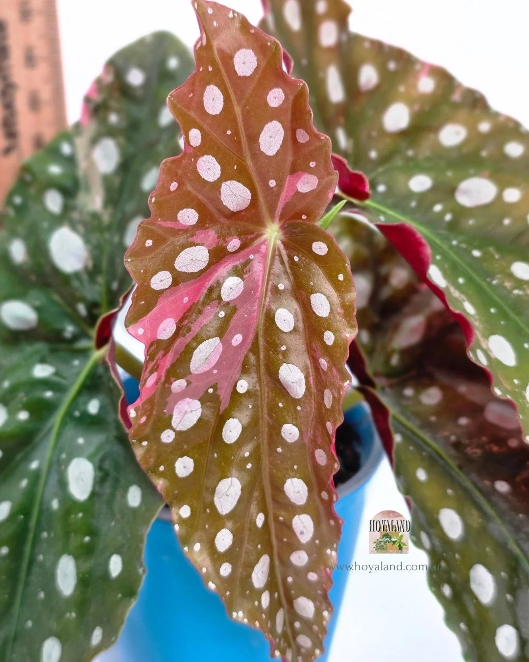 Begonia maculata wightii (4).jpg