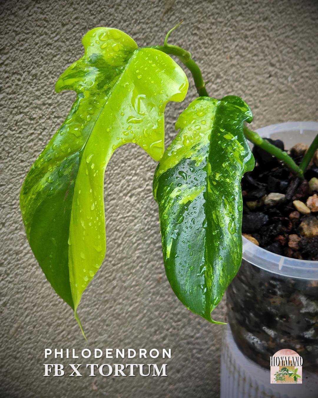 Philodendron fb x tortum  (3).jpg