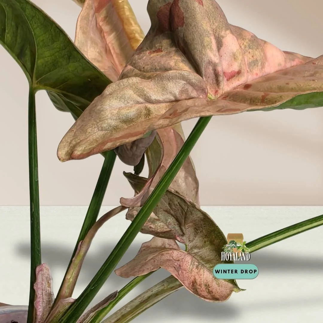 Established Syngonium Double Pink showing intense Pink Splash mutation across deep green arrowhead foliage