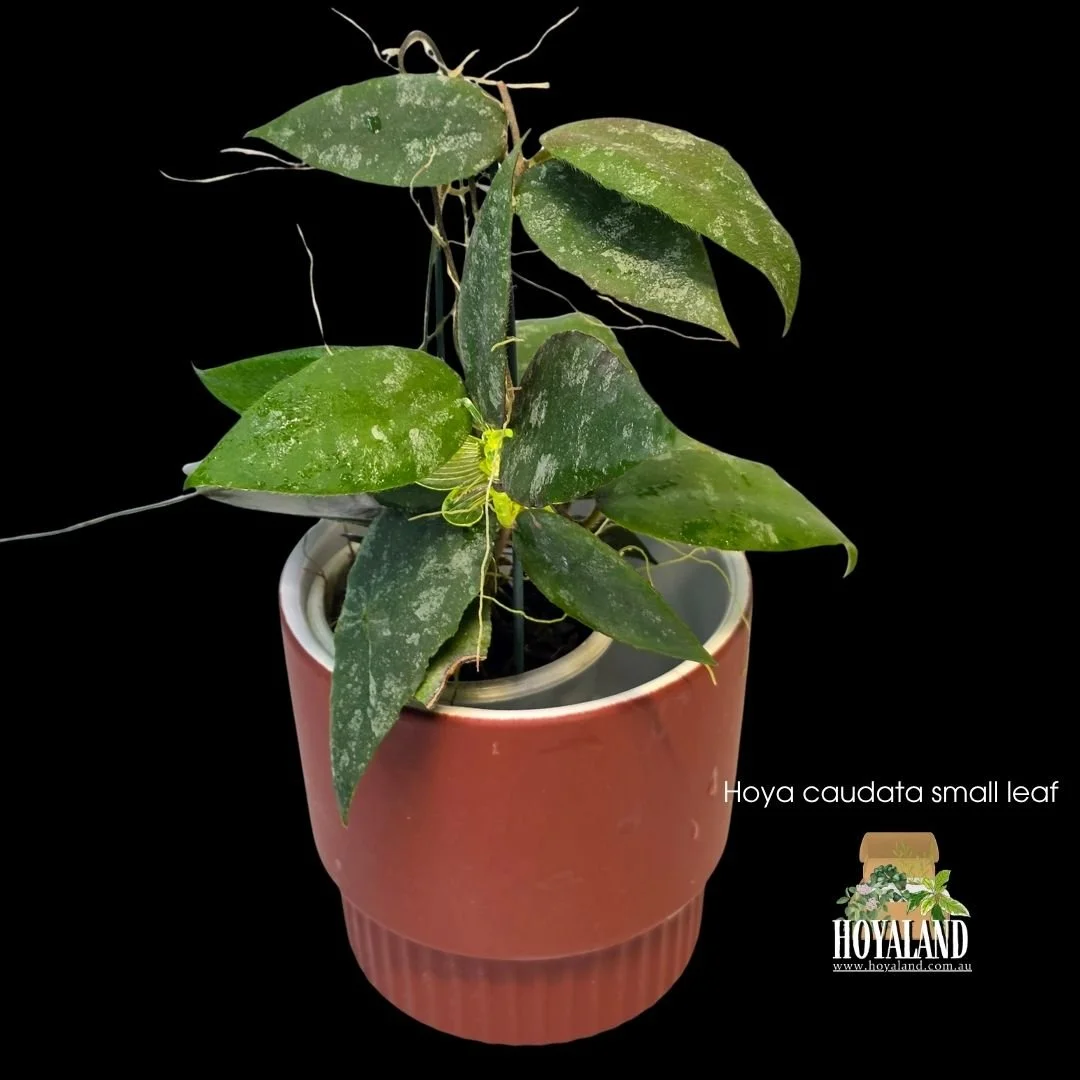 Hoya caudata small leaf (5).jpg