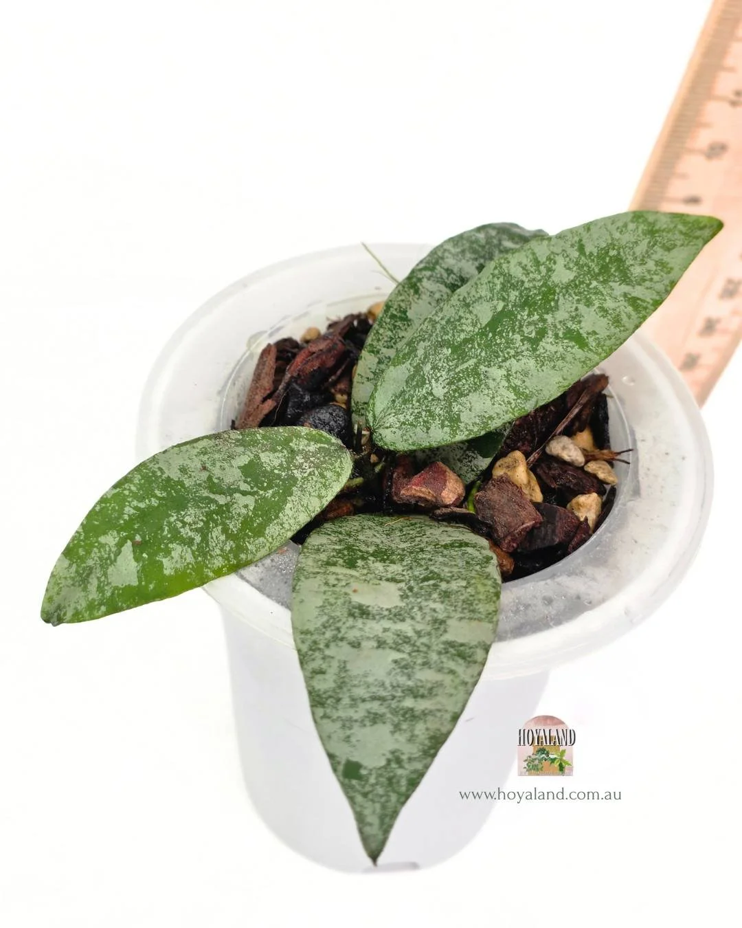 Hoya flagellata silver (2).jpg