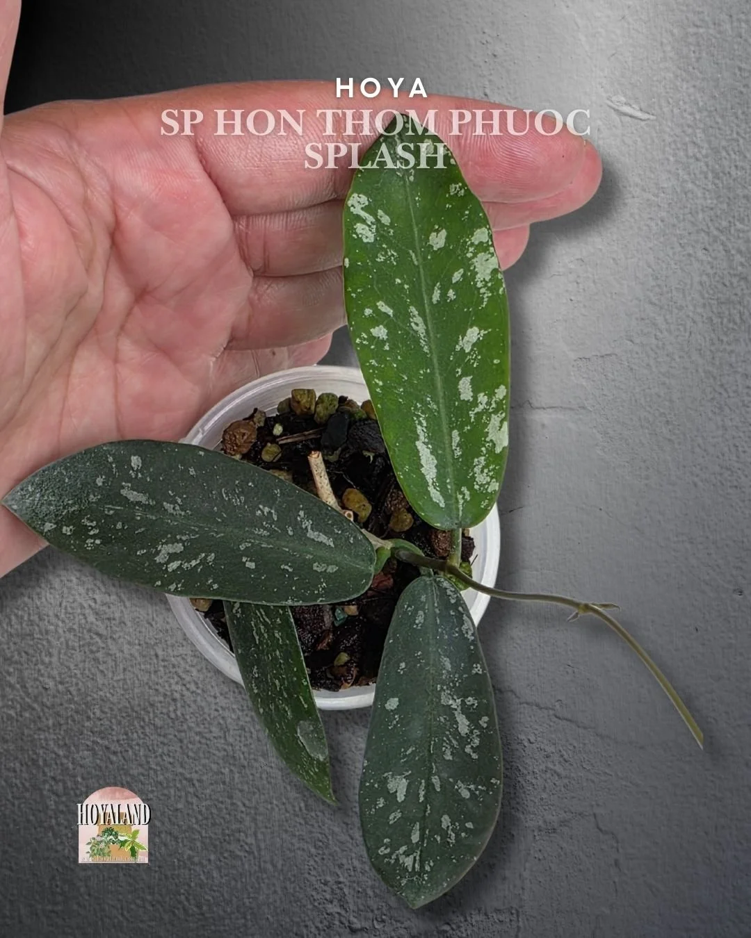 Hoya hon thom phuoc splash.jpg