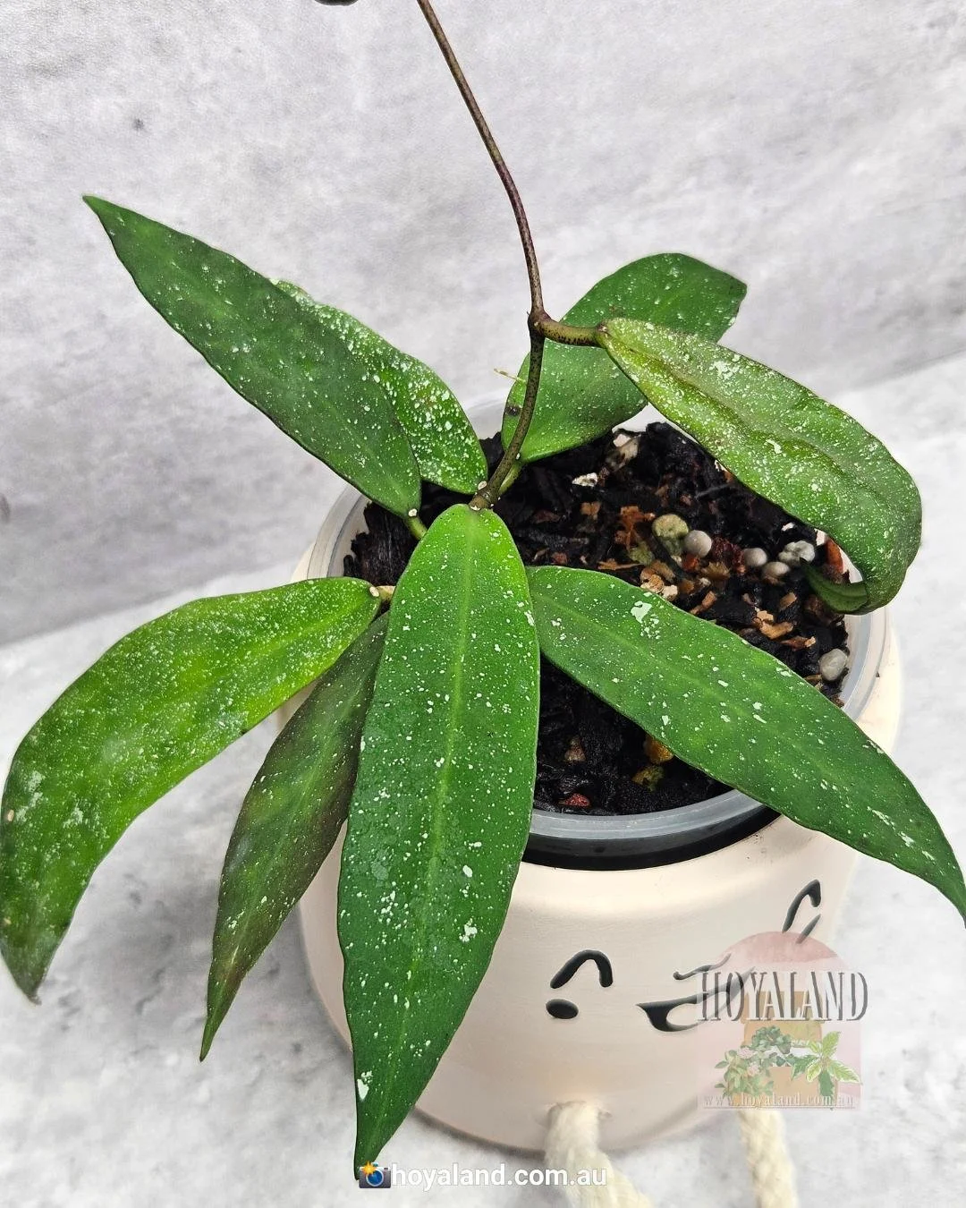 Hoya scortechinii ut 001 (4).jpg