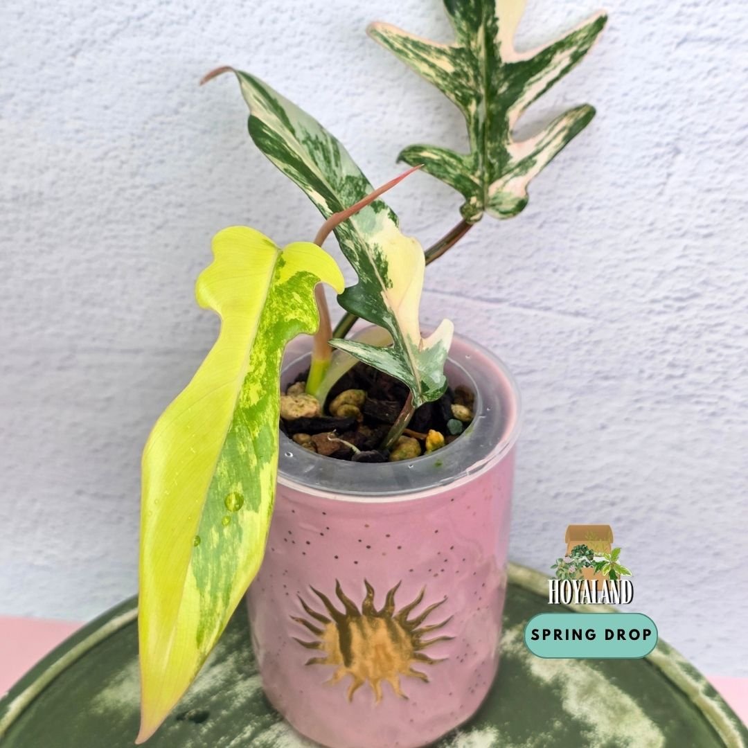 Established Philodendron Florida Beauty x tortum Wide Form climbing vine showing deeply lobed leaves with rigid texture and cream splash variegation