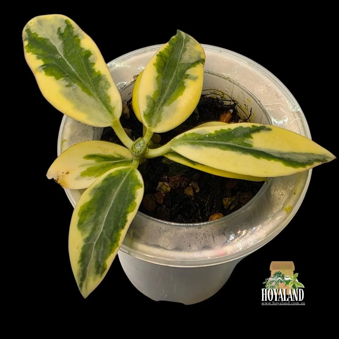 Hoya Emerald Frost (3).jpg