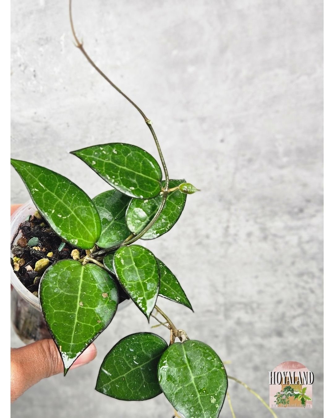Hoya verticillata black margin a (2).jpg