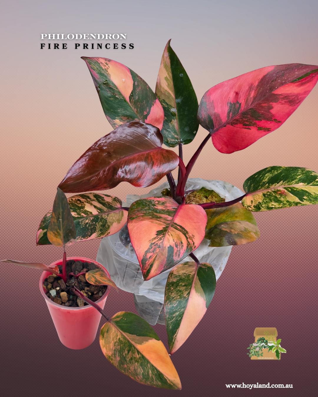 🌞 Ultra Rare Philodendron 'Fire Princess' (Tricolour) | Premium Clonal Propagation🩷