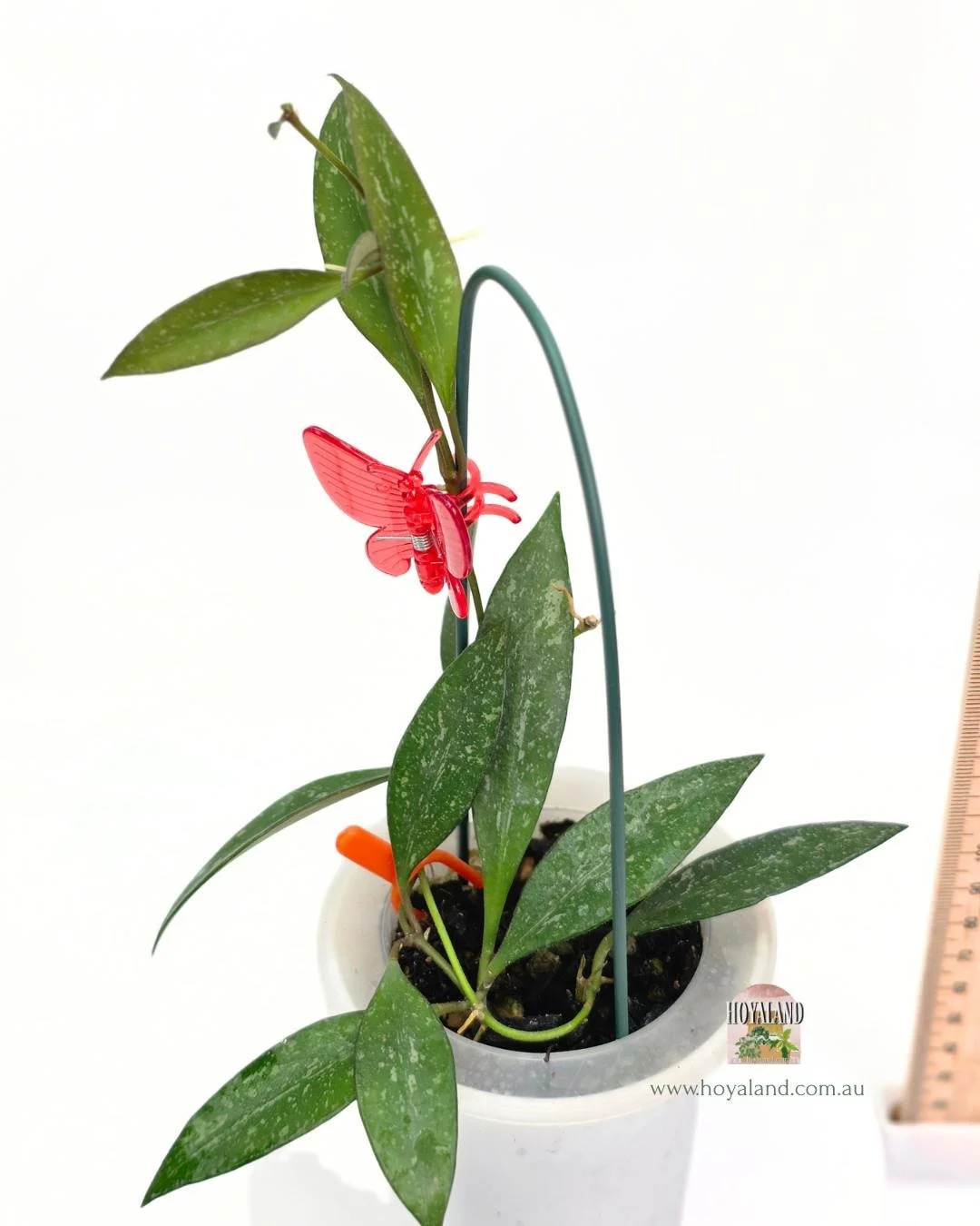 Hoya rosita splash (4).jpg