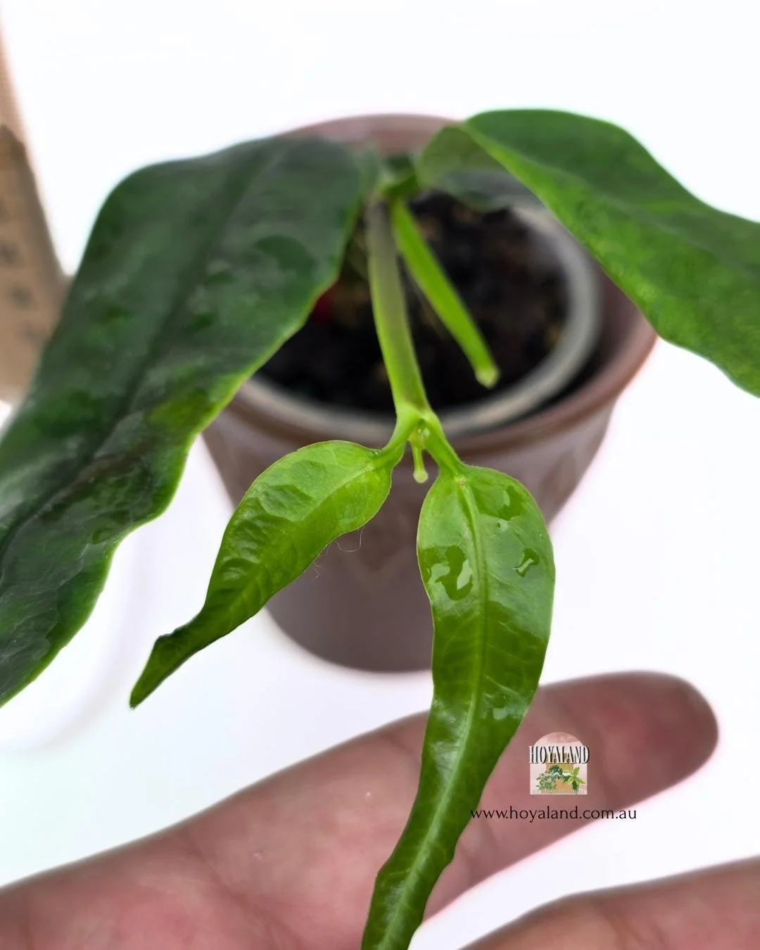 🍂 Hoya Platycaulis Tip Cutting