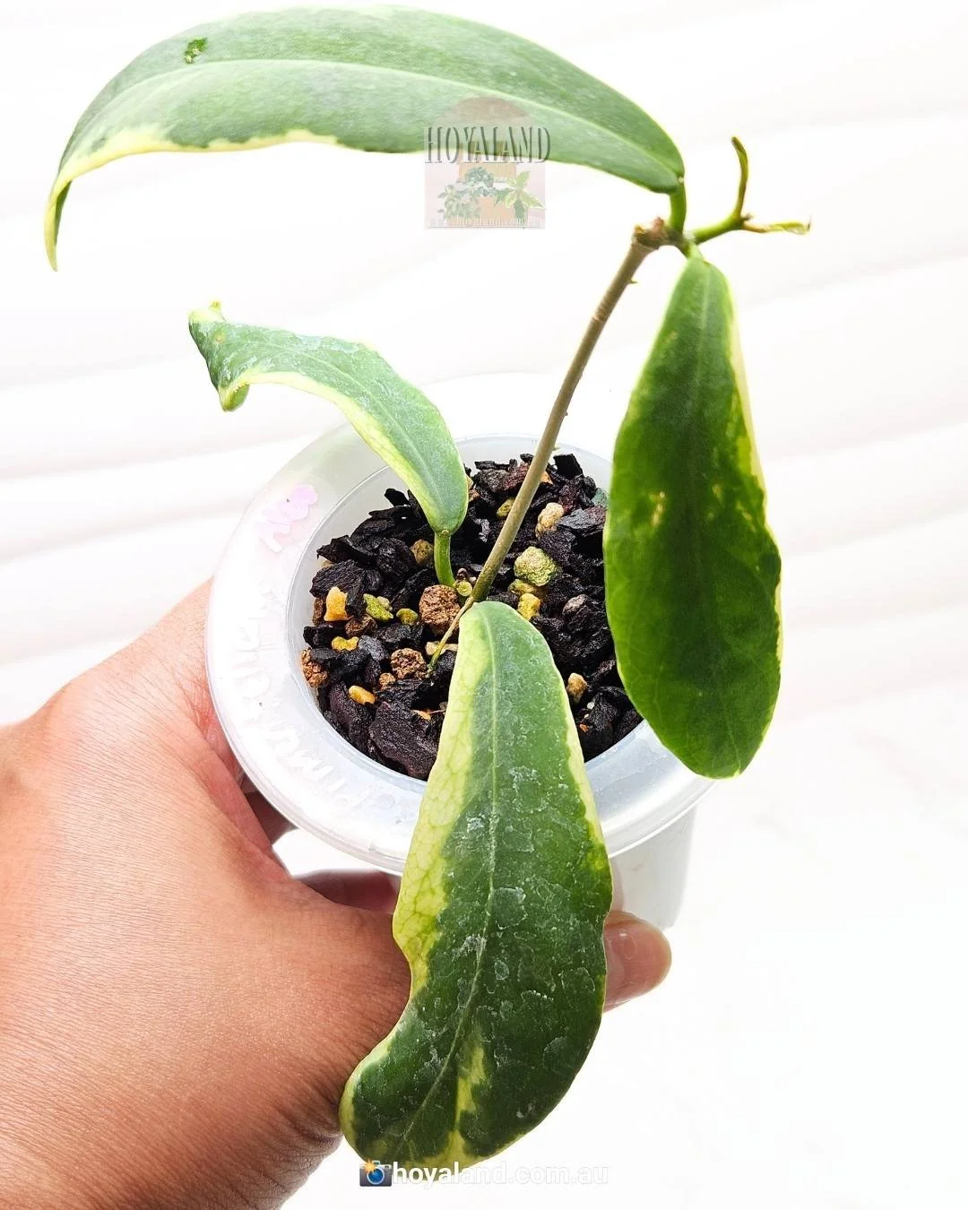 pimenteliana albo (4).jpg