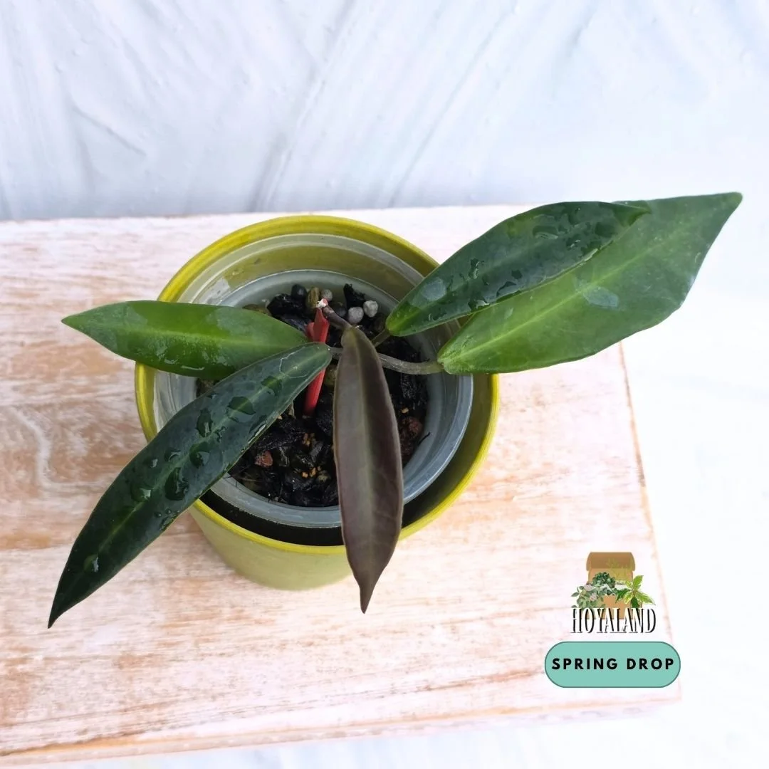 Established rare Hoya pulchra narrow leaf form showing velvety fuzzy foliage and active growth