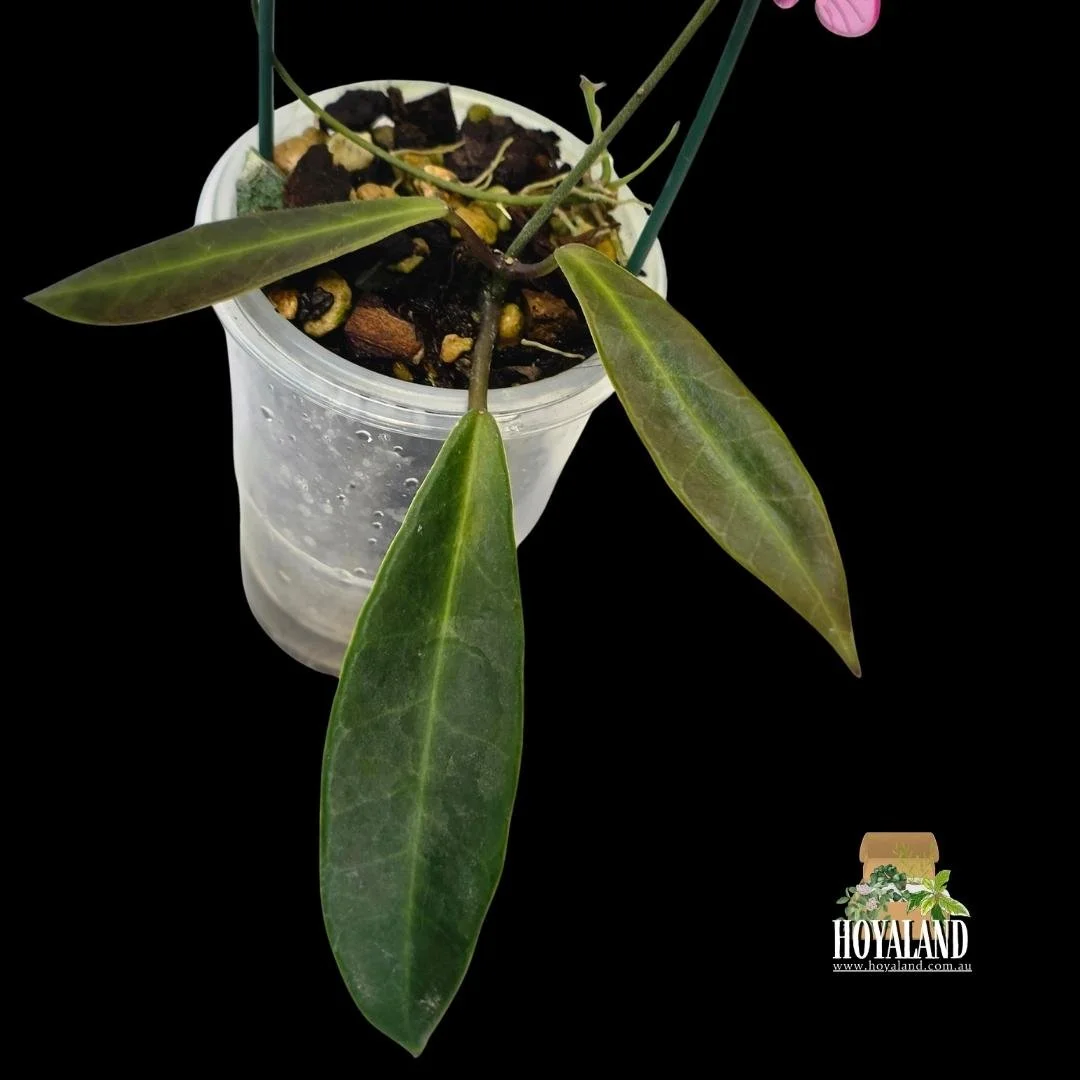 Hoya pulchra narrow (3).jpg