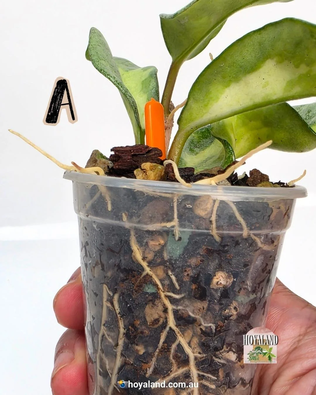 Hoya Argentea Princess A (2).jpg