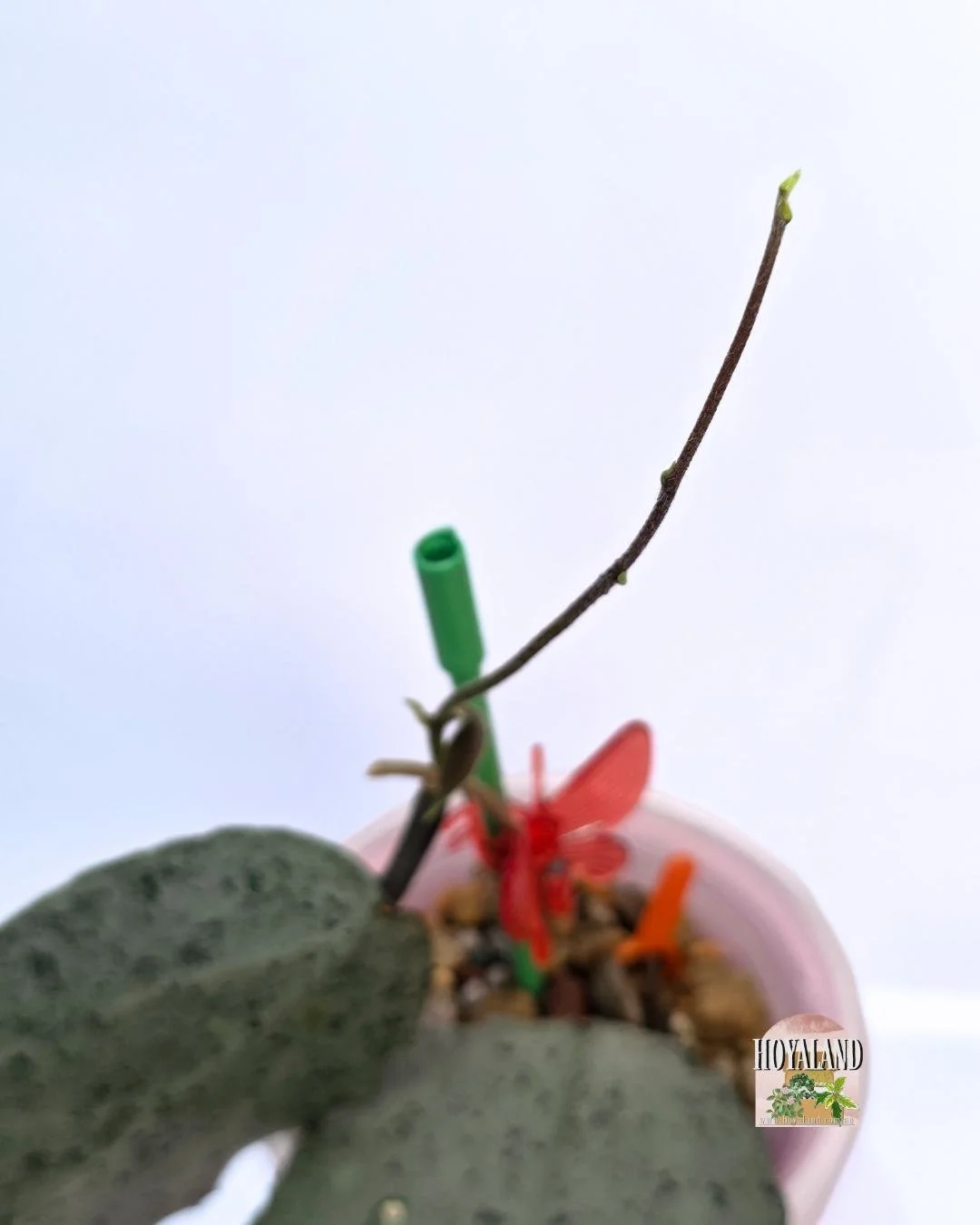 Hoya caudata argene.jpg