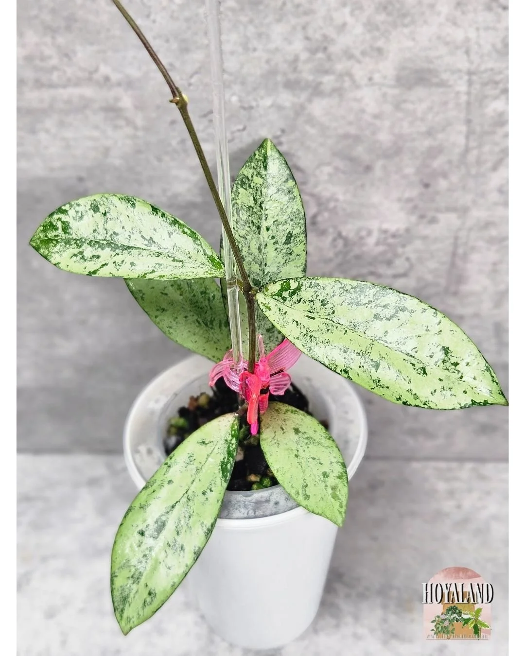 Hoya crassipetiolata x michele (3).jpg