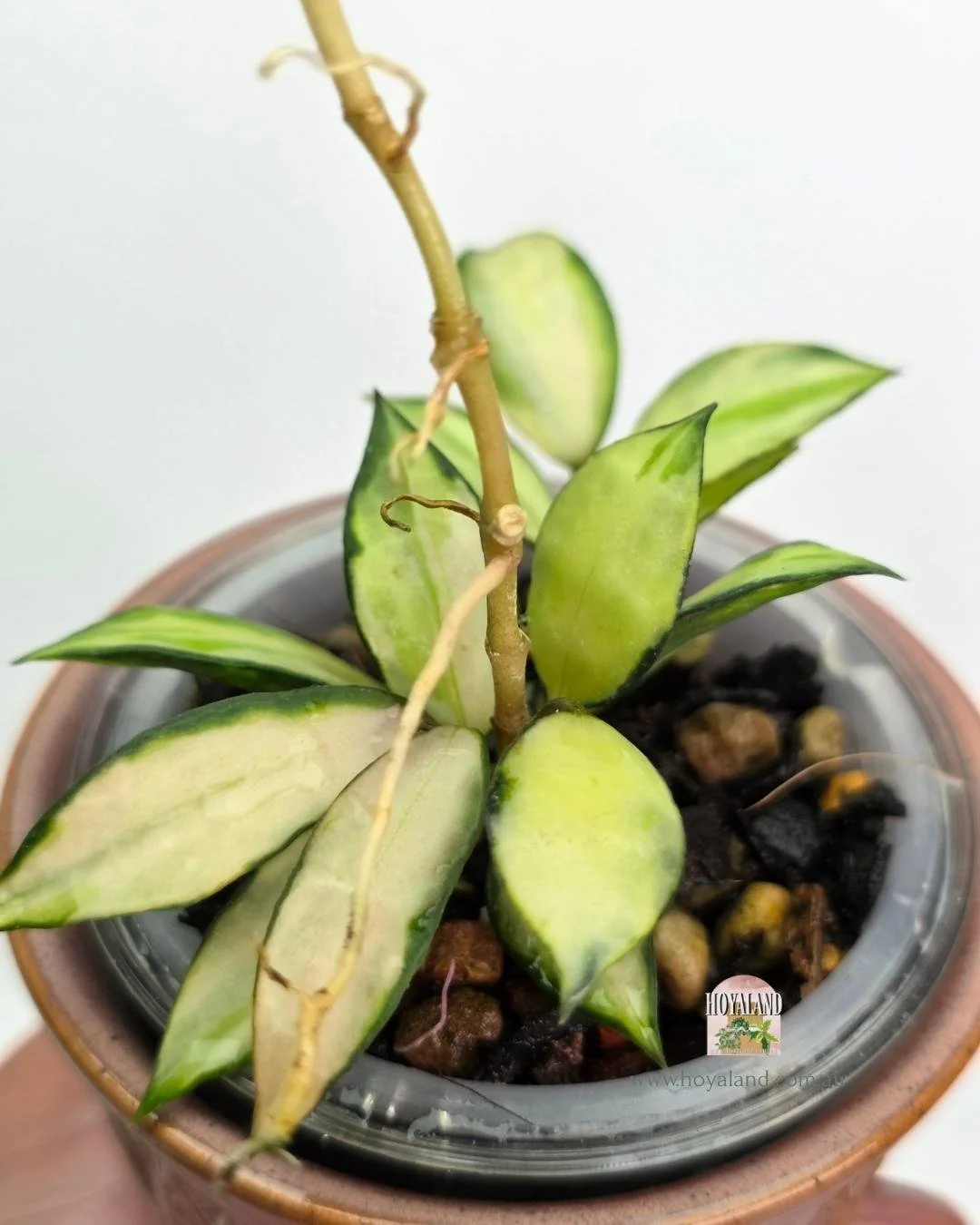 hoya lacunosa souma (2).jpg