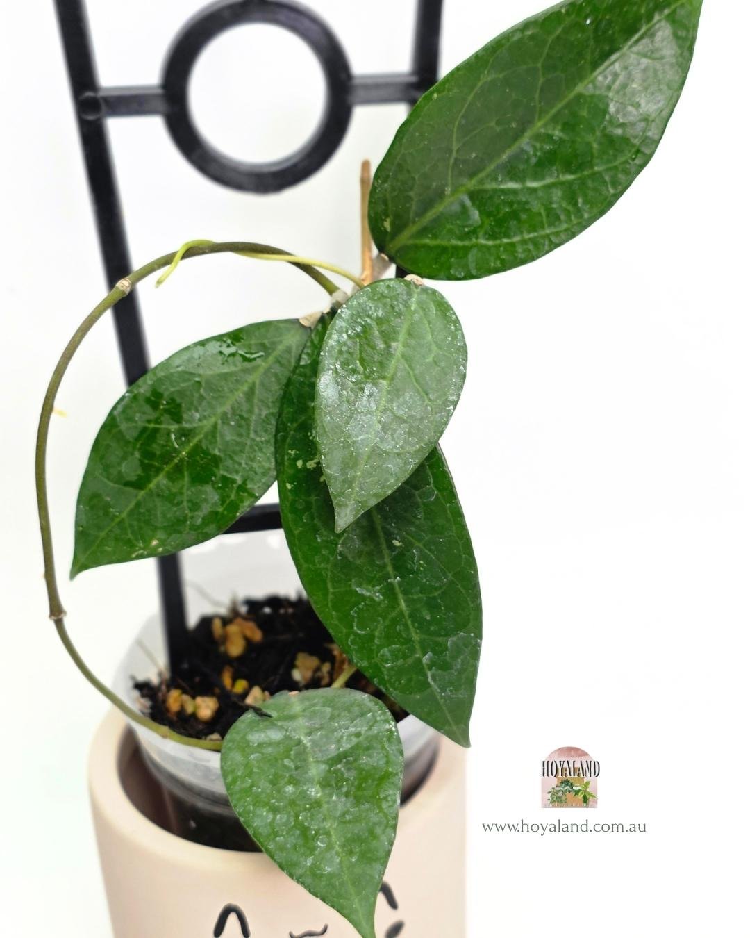 🍂 Hoya aff vitellina  easy bloomer B