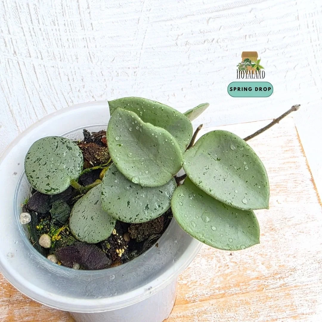 Hoya mathilde silver indo b (9).jpg