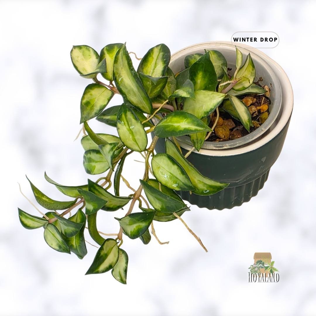 buy-rare-hoya-lacunosa-bruno-wavy-tricolor-leaves-australia.webp (6).jpg