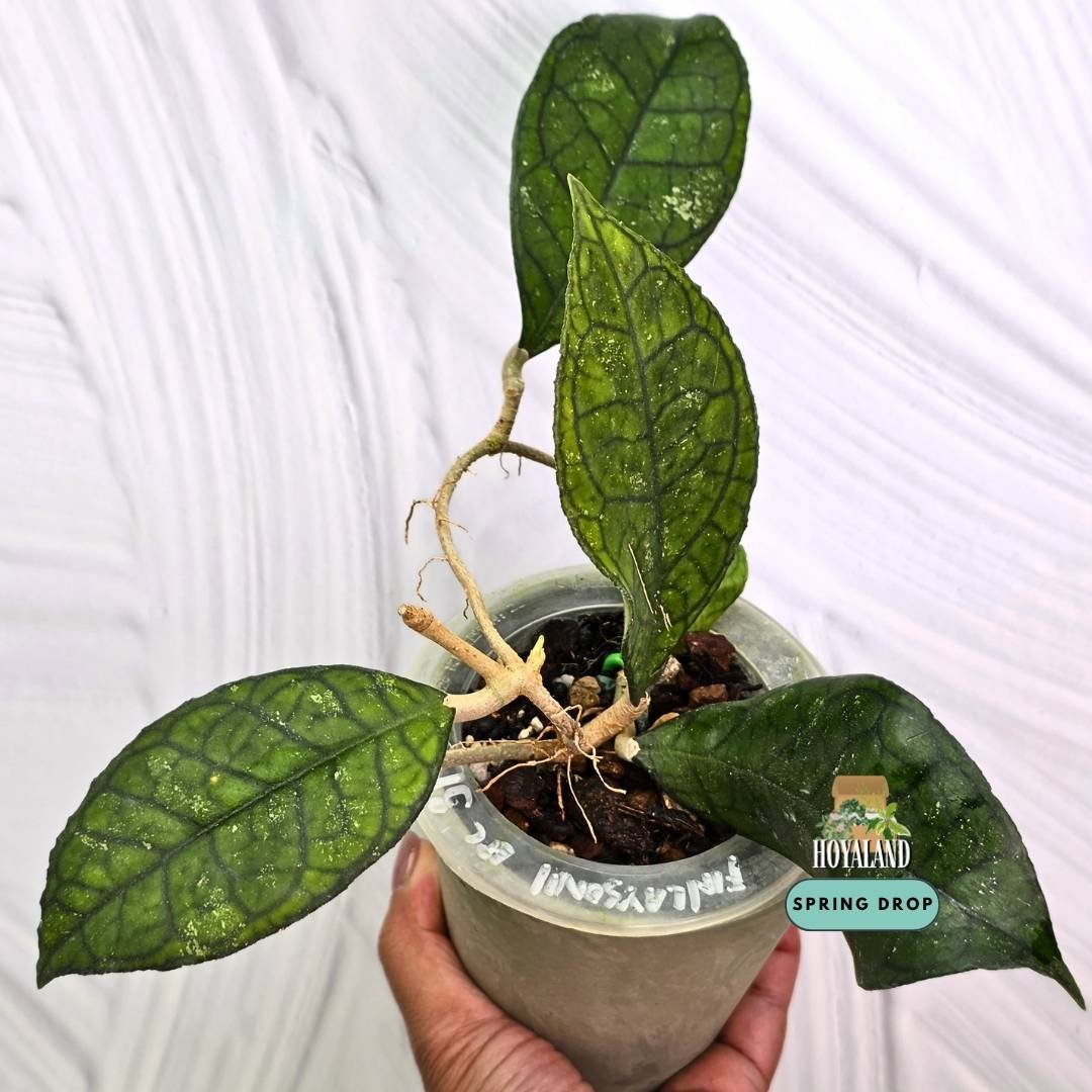 Established Hoya finlaysonii EPC 317 showing rigid cardboard leaves with crisp dark geometric lattice veins